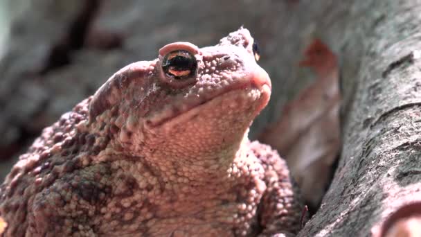 Žába v lese Closeup, ropucha opalování v listech, zvířata obličej makro pohled ve dřevě — Stock video