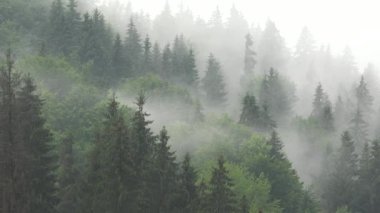 Dağlarda Sis, Bulutlar Şiddetli Yağmurlu Gün, Bulutlu Mistik Sisli Orman, Fırtınalı Sis Dumanı, Alp Ormanı Bulutlu Orman