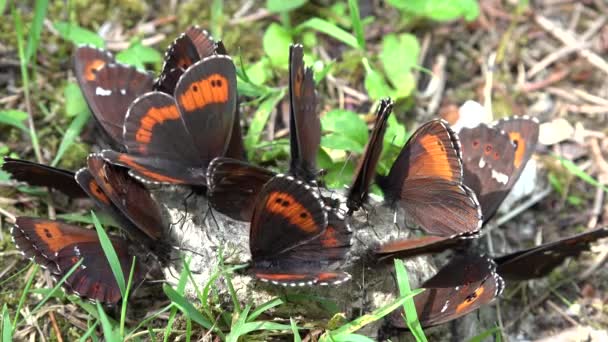 蝶の受粉マクロ 昆虫の群れ自然界で花粉を収集し 蝶の羽を閉じる — ストック動画