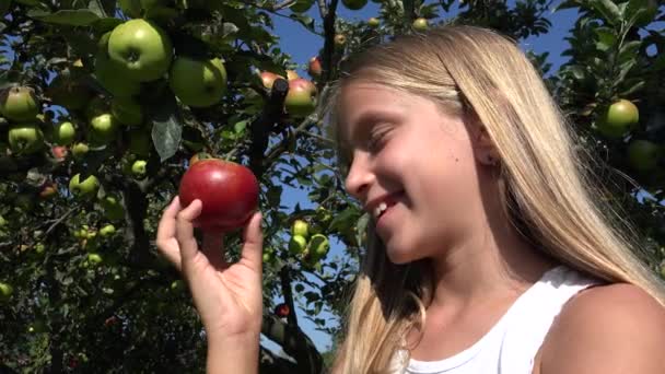 Kid Eating Apple Rustykalne Dziecko Sadzie Degustacja Owoców Drzewie Rolnik — Wideo stockowe
