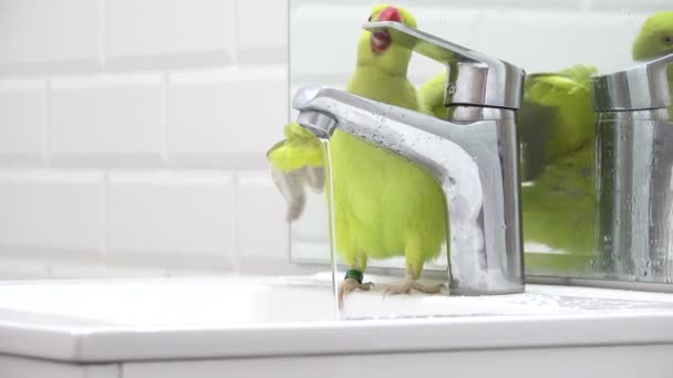 Parrot Bird Washing Sink Alexander Parrot Playing Drinking Water Indian — Stock Video