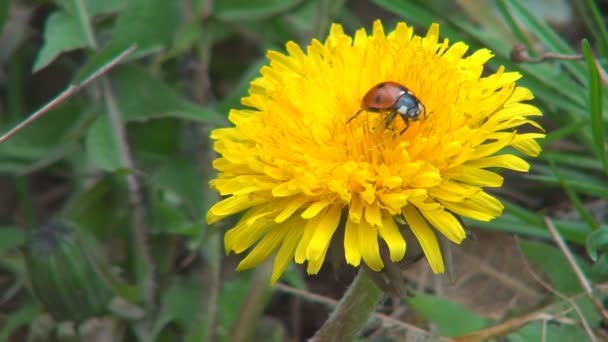Ladybug Flying Ladybird Flight タンポポの花畑 昆虫虫マクロ 自然界の薬草植物 植物科学 — ストック動画