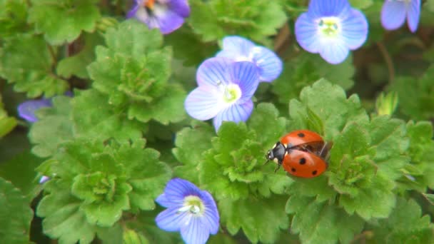 Nyckelpiga Flyg Nyckelpiga Luften Veronica Persica Blommor Fält Insekt Bugg — Stockvideo