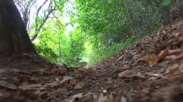 Hegymászás Trail Séta Erdőben Kempingezés Turisták Utazás Tracking Levelek Lombozat — Stock videók