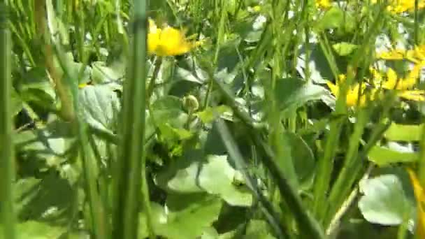 Spacer Wiosennych Kwiatach Bieganie Śladami Trawie Latanie Śladami Liści Rustykalnej — Wideo stockowe