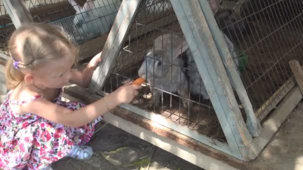 Child Feeding Rabbits Farm Kid Feeds Bunny Carrots Girl Watching — Stock Video