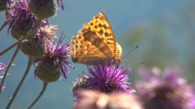 Uçan Kelebekler, Dikenli Kelebek Makro, Dağ Bahçesi, Böceklerin Kapanması, Doğadaki Şifalı Bitkiler, Botanik Bilimi