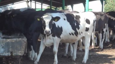 Çiftlikteki İnekler, Hayvanları Sulama, Sığırları İçme Suyu, Çiftçilik