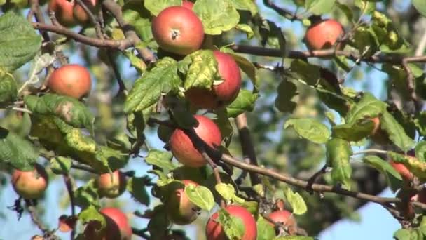 Oddziały Jabłoni Sadzie Czerwony Jonathan Świeże Owoce Ekologiczne Jesienne Zbiory — Wideo stockowe