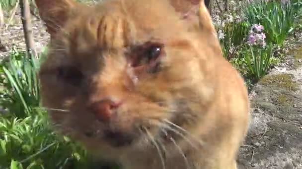 Sick Cat Looking Camera Meowing Ill Kitten Suffering Kitty Animal — Stock Video