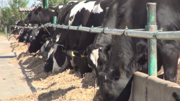 Kühe Auf Dem Bauernhof Viehfütterung Rinder Fressen Hey Gras Landwirtschaft — Stockvideo