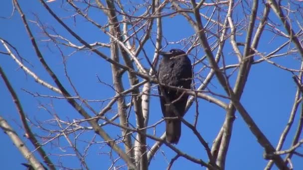 木の上のカラス 空飛ぶ鳥 枝の中のレイヴンの群集 夏の自然を閉じます 自然環境 — ストック動画