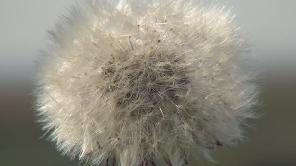 Pampeliška Jarní Květina Closeup Léčivé Byliny Rostliny Přírodě Botanika Věda — Stock video