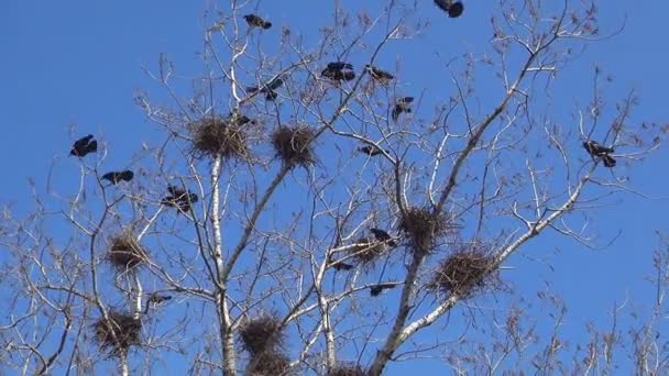 Krähen Nest Baum Fliegende Vogelschwärme Rabenschar Zweig Schwarzer Vogel Nahaufnahme — Stockvideo