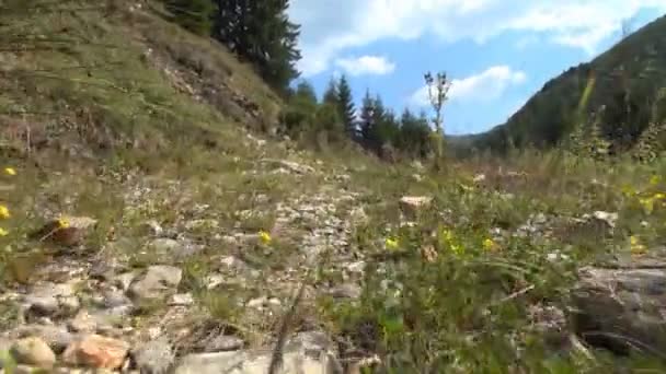 Hegymászás Trail Séta Erdőben Kempingezés Turisták Utazás Alpok Montane Utak — Stock videók