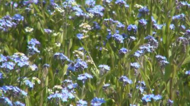 Arı Tozlaştıran Tarla Çiçekleri, Polenli Arılar, Şifalı Bitkilerde Yabanarısı Böcekleri, Doğada Bitkiler, Botanik Bilimi
