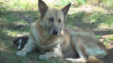 Köpekler, Başıboş, Terk Edilmiş Hayvanlar, Gezgin Evsiz Anne Köpek ve Yavru Köpeği, Çocuklar Evcil Hayvanları Seviyor