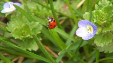 Uğurböceği Uçuşu, Uçan Uğur Kuşu, Veronica Persica Çiçek Alanı, Böcek Böceği Macro, Doğadaki Şifalı Bitkiler, Botanik