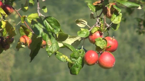 Κλαδιά Μηλιάς Στον Οπωρώνα Red Jonathan Οικολογικά Φρέσκα Φρούτα Σοδειά — Αρχείο Βίντεο