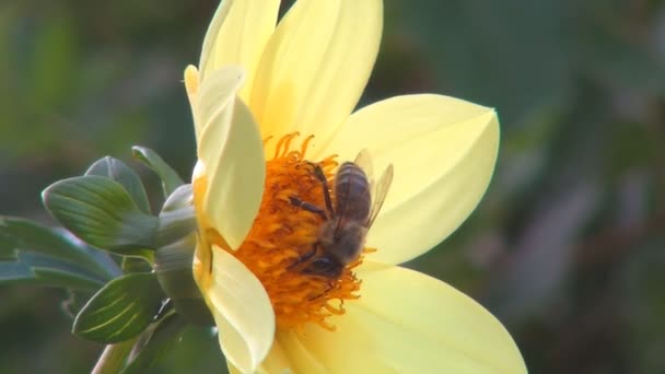 Bijen Bestuiven Narcissen Veldbloemen Bijen Met Stuifmeel Hommelinsecten Geneeskrachtige Kruiden — Stockvideo