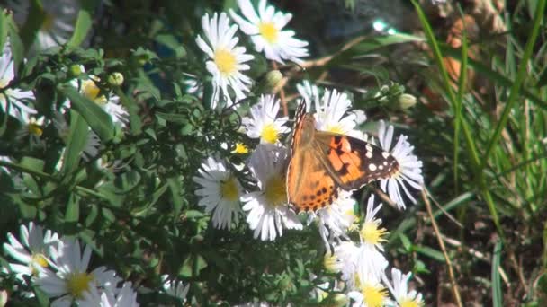 Farfalle Volanti Farfalla Margherita Fiore Macro Giardino Montagna Insetti Primo — Video Stock