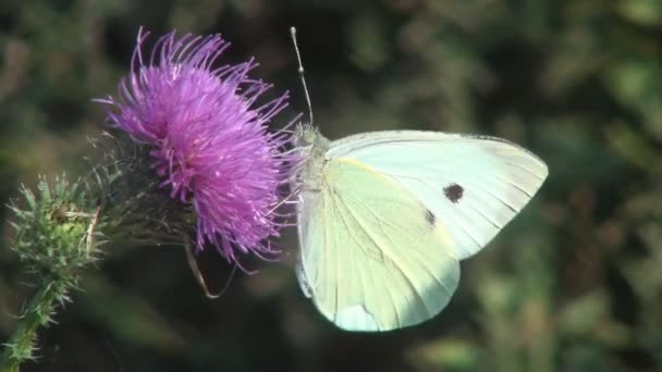 采购产品蝴蝶 蝴蝶在荆棘花大地上 高山花园 昆虫的衣服 自然界中的药草 植物学 — 图库视频影像