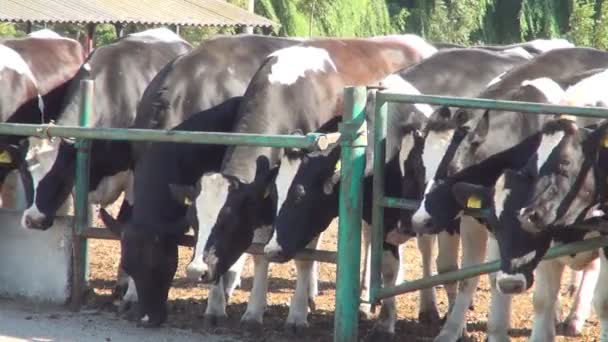 Kühe Auf Dem Bauernhof Viehfütterung Rinder Fressen Hey Gras Landwirtschaft — Stockvideo