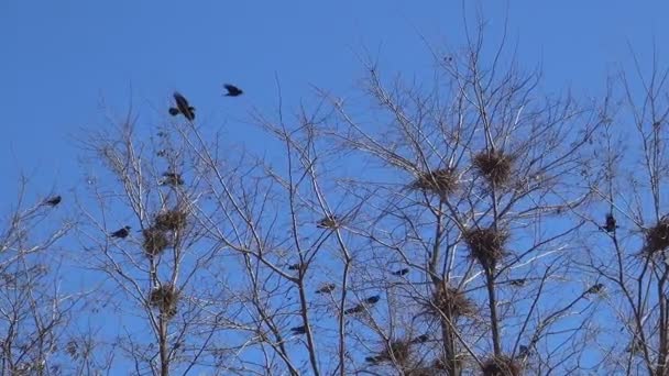 Kråkor Häckar Träd Flygande Flockfåglar Korpskara Gren Svart Fågel Närbild — Stockvideo