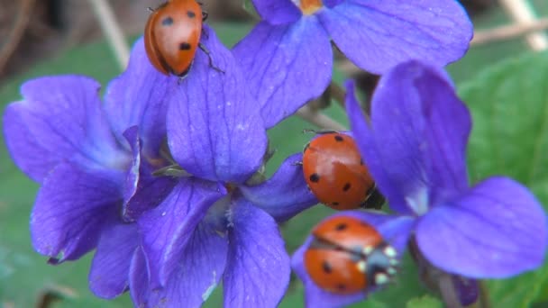 Ladybug Létání Ladybird Letu Jarní Květiny Pole Hmyz Brouk Makro — Stock video