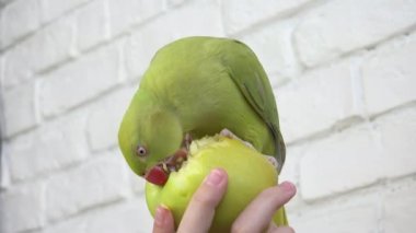 Papağan Elma Yiyor, Alexandrine Muhabbet Kuşu Meyve Yiyor, Çocuk Evcil Hayvanını Besliyor, Kız Hindistan Yüzüğüyle Oynuyor