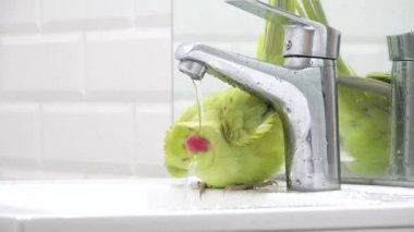 Papağan Kuş Yıkama, İskender Papağan İçme Suyu, Kızılderili, Yüzük boyunlu Muhabbet kuşu, Çocuk Evcil Hayvanı