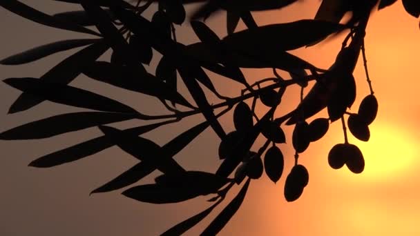 Olijfboomtakken in boomgaard bij zonsondergang, Griekenland Landbouw Industrie, Zeegolven op het strand, Oogsten Landschap — Stockvideo
