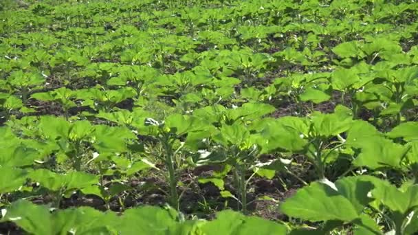 农田中的向日葵 未成熟蔬菜作物 耕地景观 — 图库视频影像