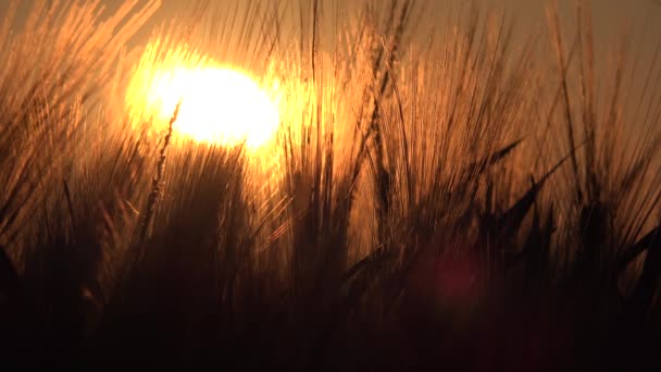 Trigo en el campo de agricultura, Oído al atardecer, Granos de vista agrícola, Cultivo de cereales al amanecer, Industria Agraria — Vídeos de Stock