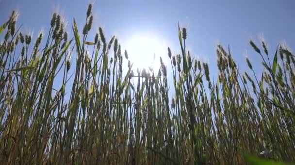 Oreille de blé de seigle au coucher du soleil, champ agricole, céréales, récolte, produits de l'industrie agricole — Video