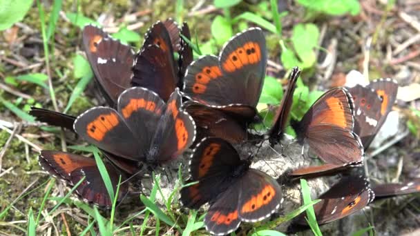 Létající Motýl Motýli Opylování Makro Hmyzí Hejno Shromažďování Pylu Přírodě — Stock video