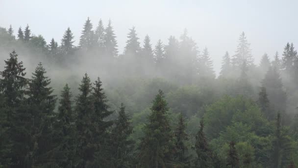 Niebla en las montañas, Nubes Día lluvioso, Bosque nublado místico nublado, Humo de niebla tormentosa Haze, Timelapse de paisaje nublado de madera alpina — Vídeo de stock