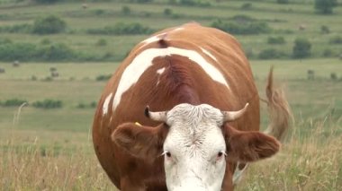 Dağlarda otlayan İnekler Tarım Alanında Sığır Portresi Çayırda Çayırda Çayırda Çayırdaki Hayvanlar, Kırsal Köy