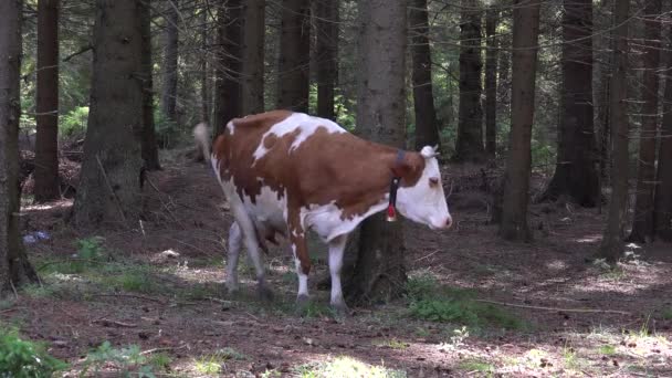 在山林放牧的奶牛 在木料中放牧的牛肉 在牧场耕作中放牧的动物 农村村庄 肉类工业 — 图库视频影像