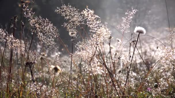 Туман Dew Dandelion Flower Foggy Smoke Magic Mystical Glade Frosted — стоковое видео
