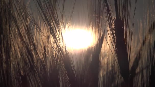 Blé dans le champ agricole, Oreille au coucher du soleil, Céréales agricoles, Céréales cultivées au lever du soleil, Industrie agricole — Video