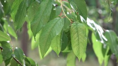Yağmur, Sağanak, Fırtına, Yaz Yağmurlu Günü Kiraz Dalları Ağacı, Doğada Fırtına, Kötü Hava ve Su Baskını,