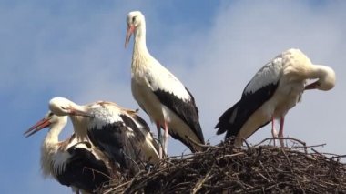 Gökteki Leylek Sürüsü, Kutuptaki Leylek Yuvası, Kuş Ailesi Yuvası, Doğa Manzarası