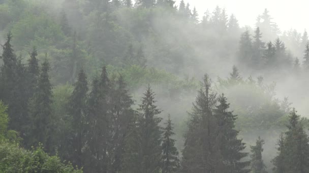 Nevoeiro Nas Montanhas Nuvens Dia Chuvoso Floresta Nebulosa Mística Nublada — Vídeo de Stock