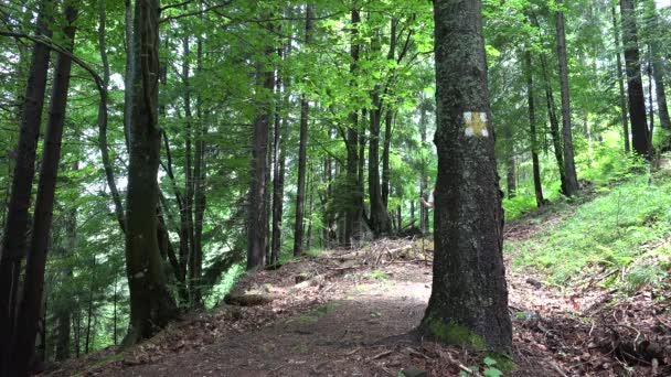 Fille Promenade en forêt, Adolescente Randonnée pédestre au camping, Sentiers de montagne, Adolescente touriste en bois Aventure voyage, Excursion — Video