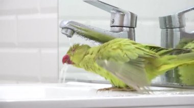 Papağan Kuş Yıkama, İskender Papağan İçme Suyu, Kızılderili, Yüzük boyunlu Muhabbet kuşu, Çocuk Evcil Hayvanı