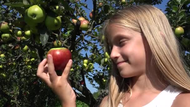 小孩在吃苹果 小孩在果园里吃乡村小孩儿 小孩在树上尝水果 小孩在乡下的村子里吃农妇 — 图库视频影像