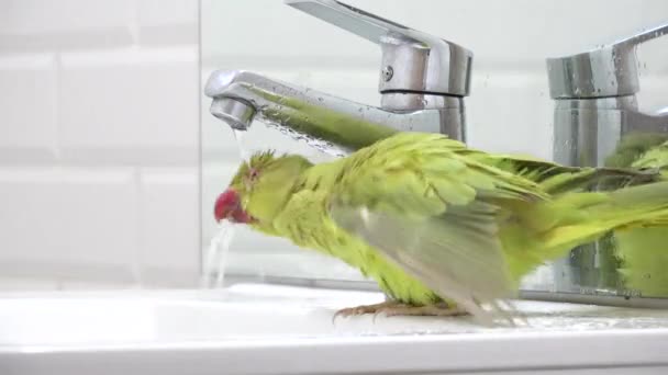 Pappagallo Bird Washing Sink Alexander Parrot Playing Drinking Water Indiano — Video Stock