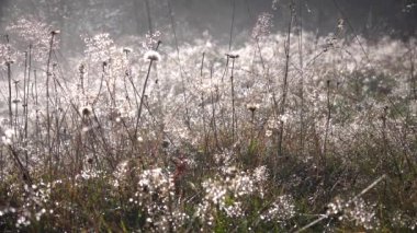 Sis, Karahindiba Çiçeğindeki Çiy, Sisli Duman Sihirli Gizemli Orman, Dağlardaki Çayırda Donmuş Çimen, Gizemli Ürkütücü Sahne