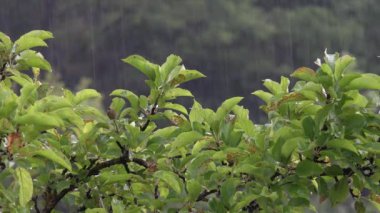 Rain, Torrential Raining, Inundation, Flooding, Storm, Rainy Day on Apple Branches Tree, Stormy in Nature, Cloudy Bad Weather